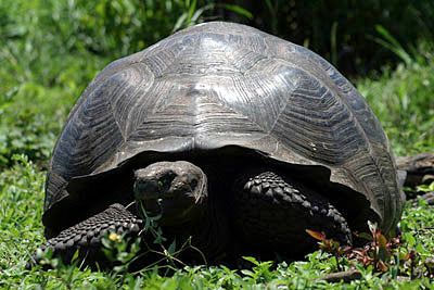 Ecuador La Tortuga