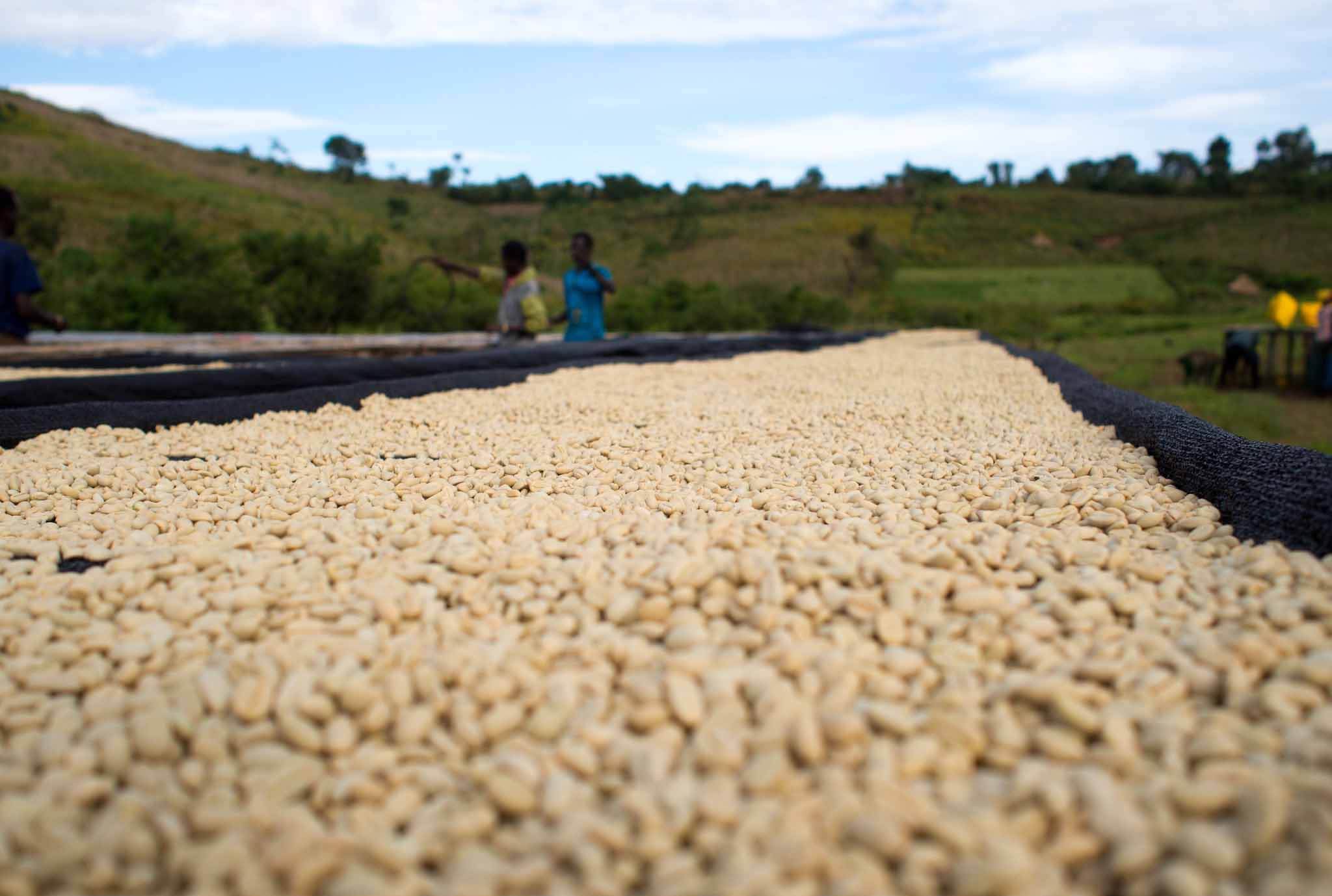 Ethiopia Gesha Village