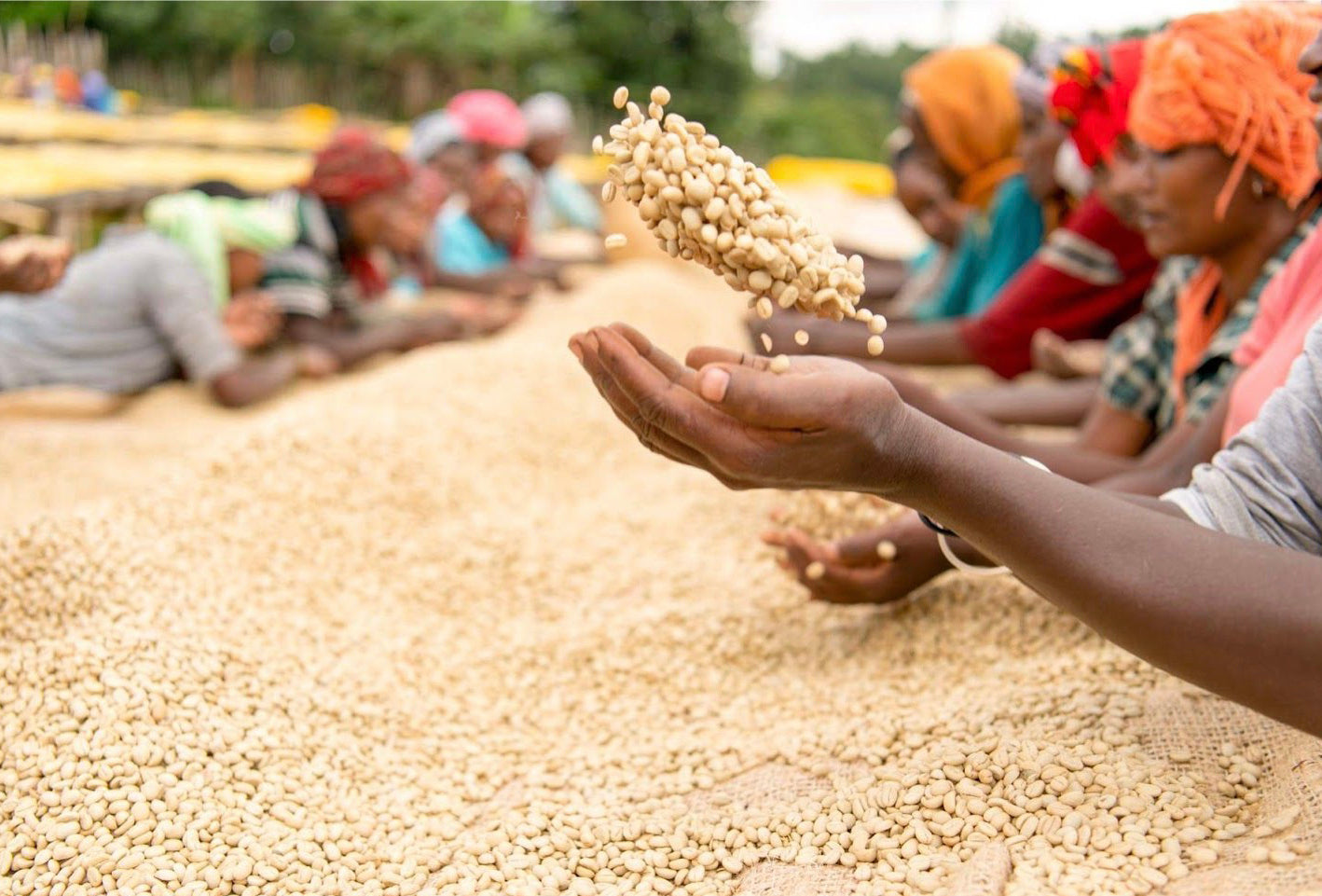 Ethiopia Sidama NWP Decaf