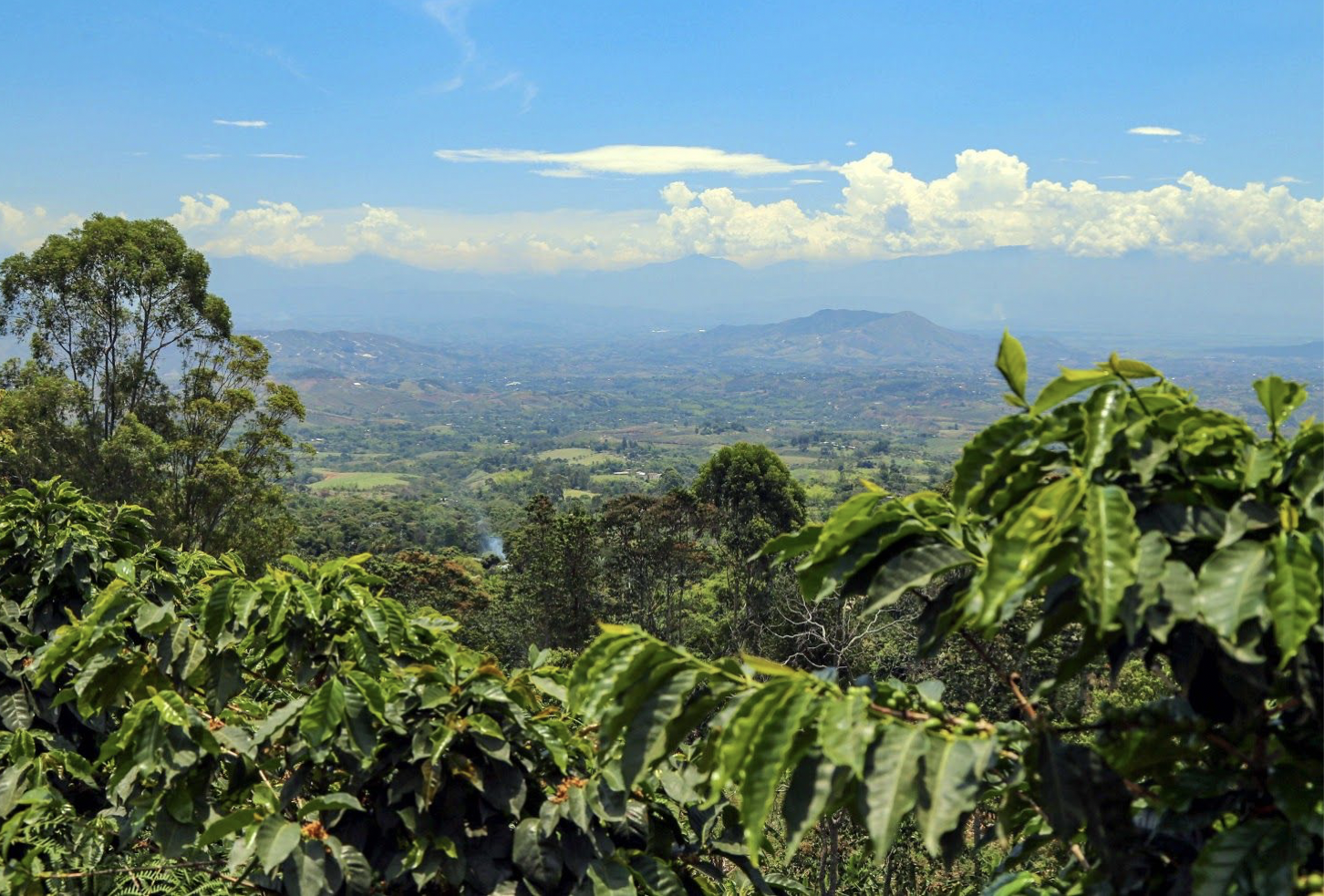 Colombia Las Margaritas