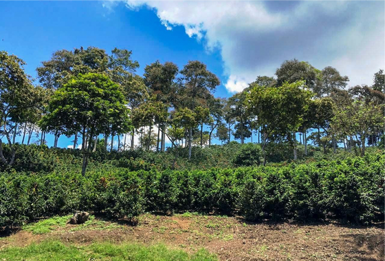 Colombia Valle Del Cauca